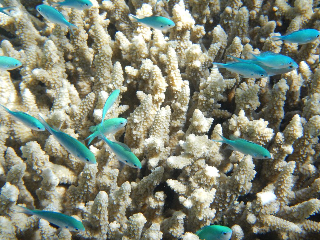 coral reef carbon sink 
