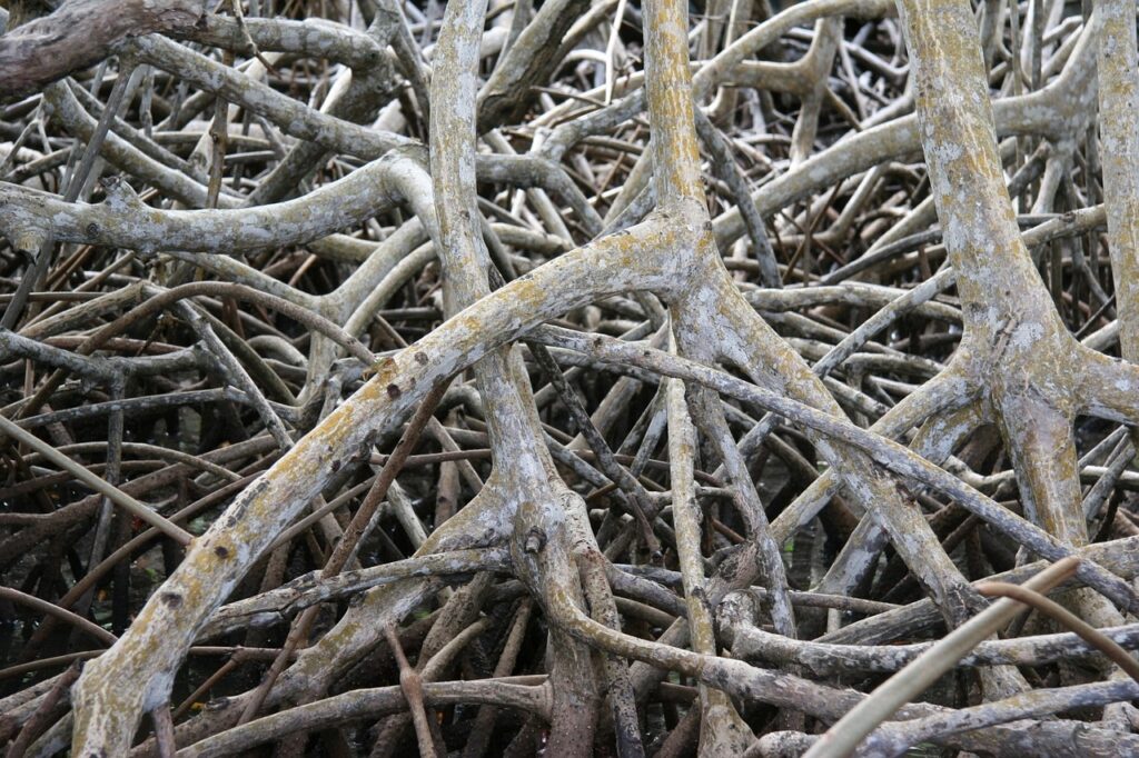 Mangroves carbon sink 
