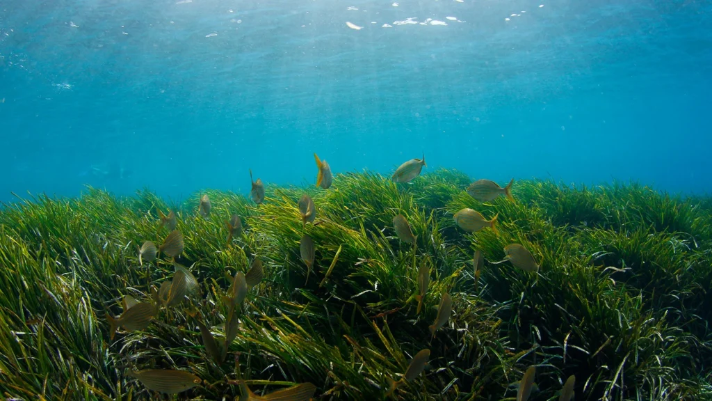Seagrass kelp carbon sink 
